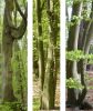 Baum_2.JPG